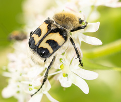 Trichius fasciatus