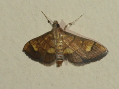 Orphanostigma abruptalis