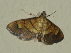 Orphanostigma abruptalis