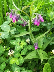 Symphytum officinale