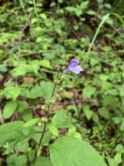 Scutellaria serrata