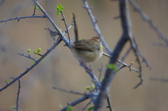 Cisticola aberrans