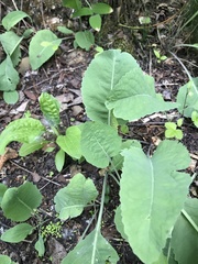 Armoracia sisymbrioides