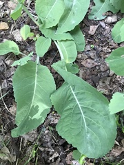 Armoracia sisymbrioides