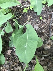 Armoracia sisymbrioides