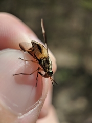 Chrysops celatus