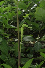 Arisaema tortuosum