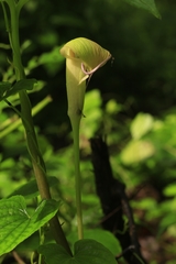 Arisaema tortuosum