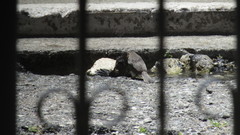 Molothrus bonariensis