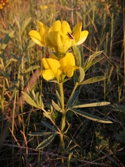 Thermopsis lanceolata