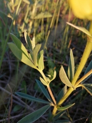 Thermopsis lanceolata