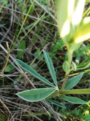 Thermopsis lanceolata
