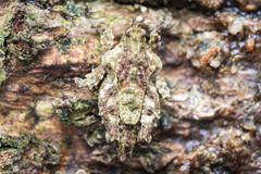 Eurymorphopus bolivariensis