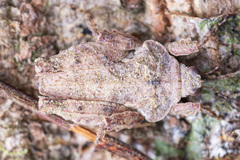 Eurymorphopus bolivariensis