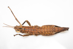 Canachus