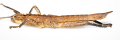 Canachus