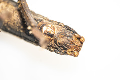 Canachus