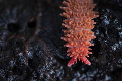 Caledonimeria mirabilis