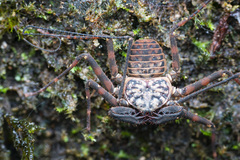 Charinus neocaledonicus