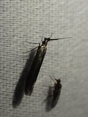 Coleophora mayrella
