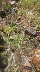 Anthericum liliago