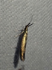 Coleophora mayrella