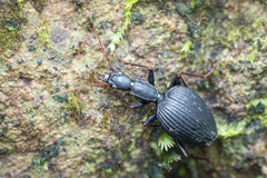 Cyphocoleus monteithi