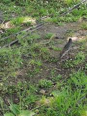 Sturnus vulgaris