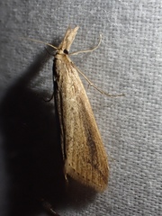 Donacaula longirostrallus