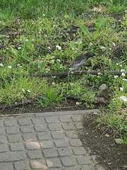Sturnus vulgaris