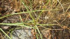 Anthericum liliago