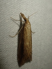 Donacaula longirostrallus