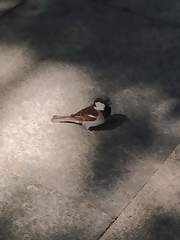 Passer domesticus