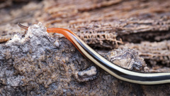 Australopacifica sarasiniana