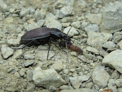 Carabus aeruginosus