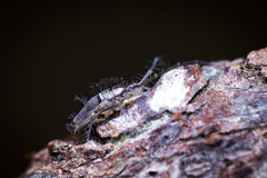 Pseudoparonella