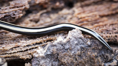 Australopacifica sarasiniana