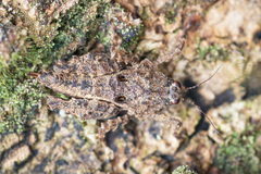 Cladonotinae