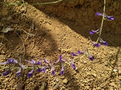 Delphinium peregrinum