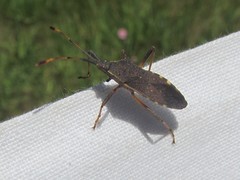 Gelonus tasmanicus