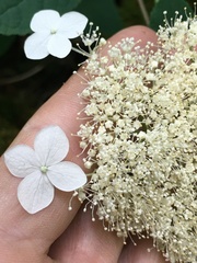 Hydrangea cinerea