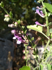Scutellaria brevibracteata