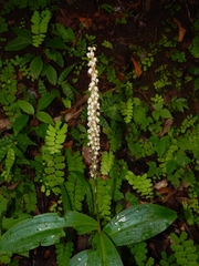 Peristylus plantagineus