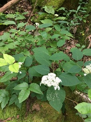 Hydrangea cinerea