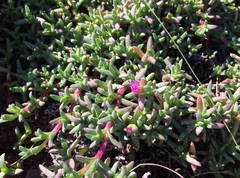 Ruschia lineolata