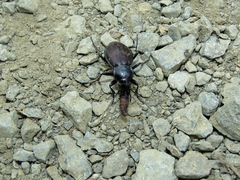 Carabus aeruginosus