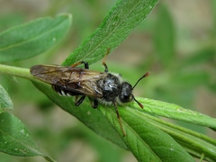 Pseudoclavellaria