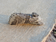 Furcula occidentalis