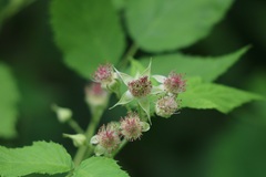 Rubus
