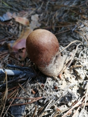 Leccinum vulpinum